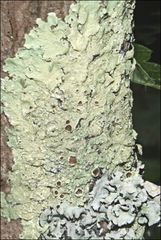 Flavoparmelia rutidota