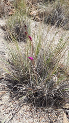 Bletia greenwoodiana