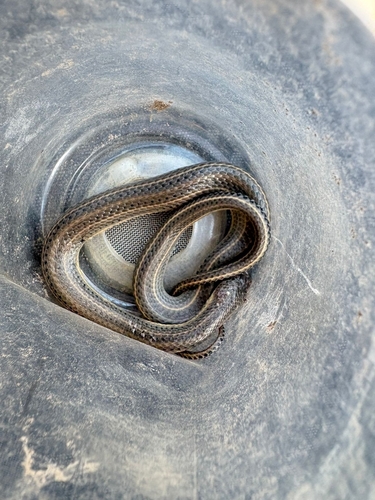 Equatorial Keelback