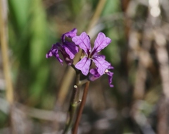 Sibaropsis hammittii