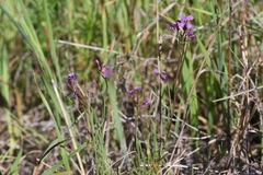 Sibaropsis hammittii