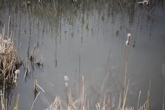 Cyprinus rubrofuscus