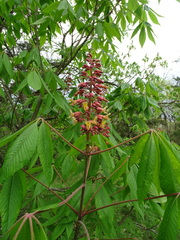 Aesculus × bushii