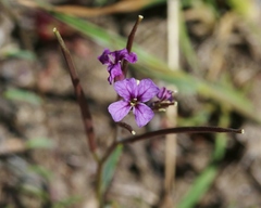 Sibaropsis hammittii