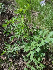 Polytaenia