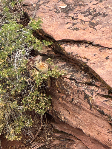 Hopi Chipmunk observed by pinus_edulis