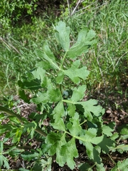 Polytaenia