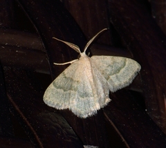 Chlorochlamys appellaria