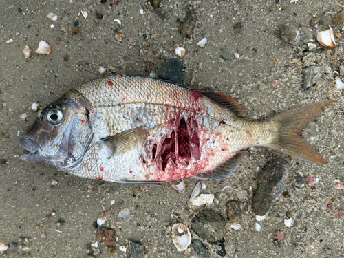 Porgy (Stenotomus chrysops) — Sparidae — 5