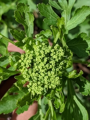 Polytaenia