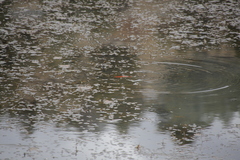 Cyprinus rubrofuscus