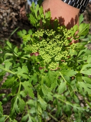 Polytaenia