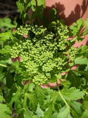 Polytaenia