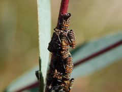 Eurymeloides punctata