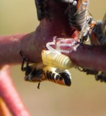 Eurymeloides punctata