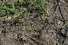 Sibaropsis hammittii