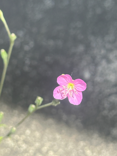 rose evening primrose