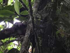 Chlorothraupis olivacea