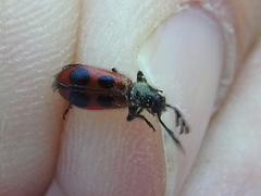 Pelonides quadripunctata