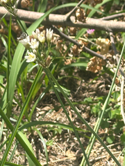 Nothoscordum gracile, photograph (c) 岸本年郎, some rights reserved (CC BY)