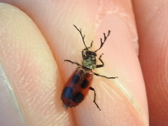 Pelonides quadripunctata