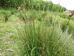 Juncus imbricatus