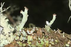 Cladonia ramulosa