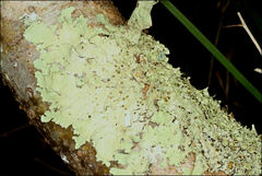 Flavoparmelia rutidota