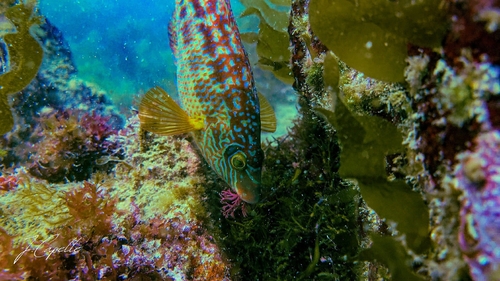Corkwing wrasse (Symphodus melops) — Labridae — 2
