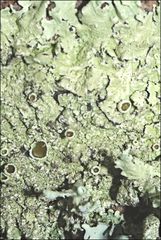 Flavoparmelia rutidota