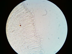 Orbilia crenatomarginata