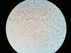 Orbilia crenatomarginata