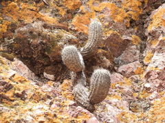 Oreocereus hempelianus