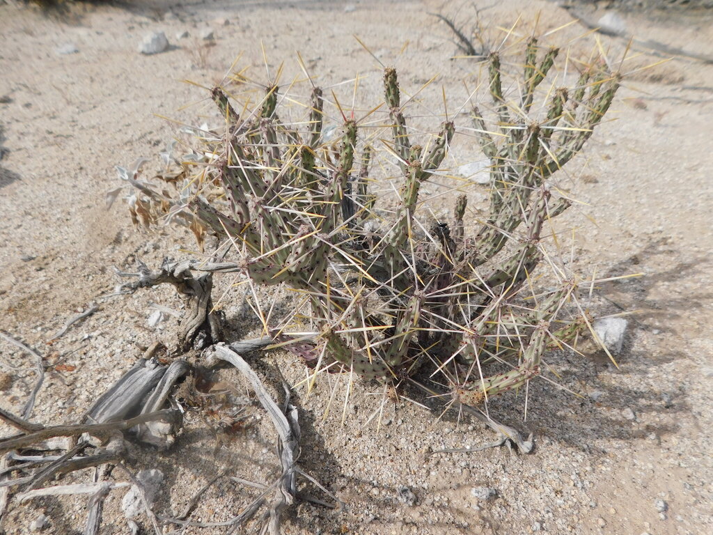 Cylindropuntia tesajo; photograph (c) Jose Luis Leon de la Luz, some rights reserved (CC BY)