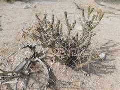 Cylindropuntia tesajo