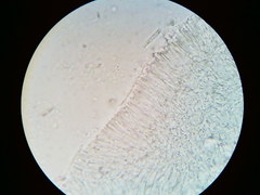 Orbilia crenatomarginata