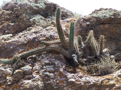 Trichocereus