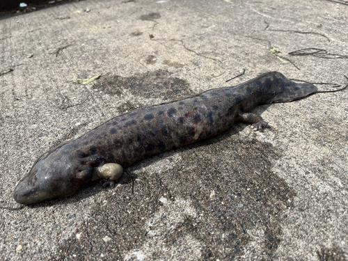 Common Mudpuppy observed by adamlipo