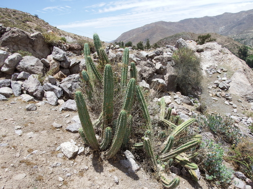Trichocereus macrogonus