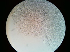 Orbilia crenatomarginata