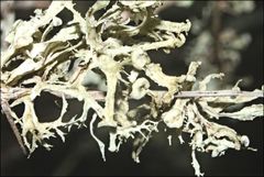 Ramalina inflata