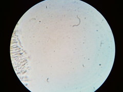 Orbilia crenatomarginata