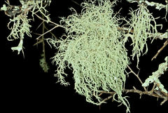 Usnea inermis