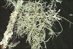 Usnea inermis