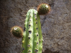 Corryocactus brevistylus
