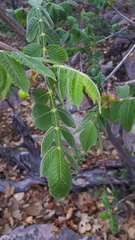 Bursera palmeri