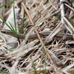 Thamnophis brachystoma