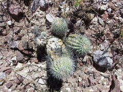 Oreocereus hempelianus