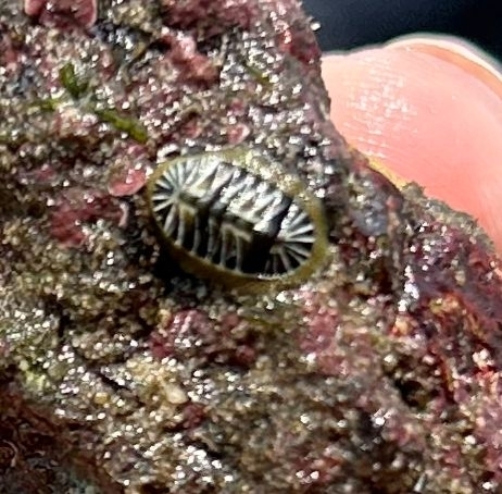 Chiton albolineatus (Chiton albolineatus)