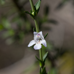 Prostanthera behriana